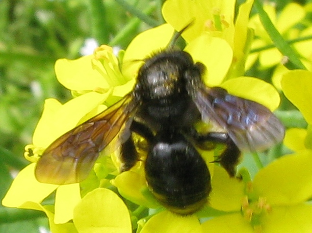 Andrena morio F (Apidae Andreninae)